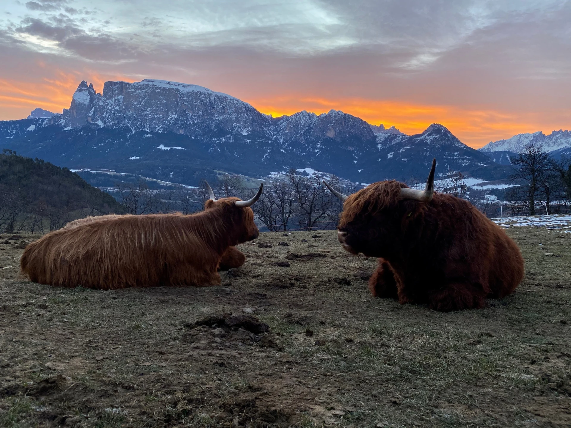 Hochlandrinder vor den Dolomiten im Abendlicht